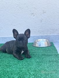 Cucciole di Bulldog francese