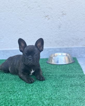 Cucciole di Bulldog francese