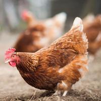 Galline ovaiole rosse