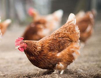 Galline ovaiole rosse