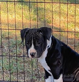 Amstaff cuccioli pedigree nero