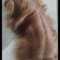 Lhasa Apso