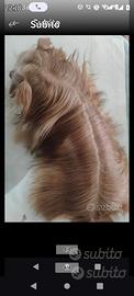 Lhasa Apso