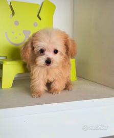 Maltipoo