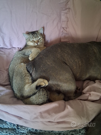 Cuccioli 6 mesi a coppia