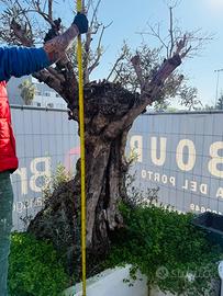 2 piante d’ulivo da arredo