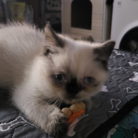 Exotic shorthair