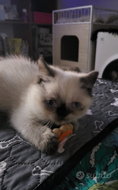 Exotic shorthair