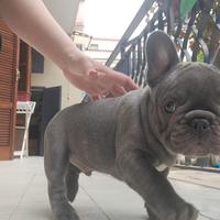 Bulldog francese