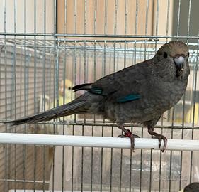Kakariki femmina dark