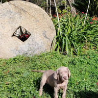 Cuccioli di weimaraner