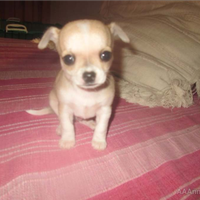 Piccoli cuccioli di chihuahua toy