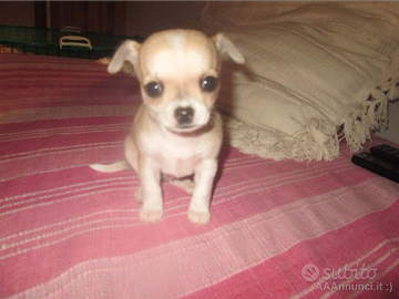 Piccoli cuccioli di chihuahua toy