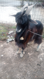 Becco maschio di capra