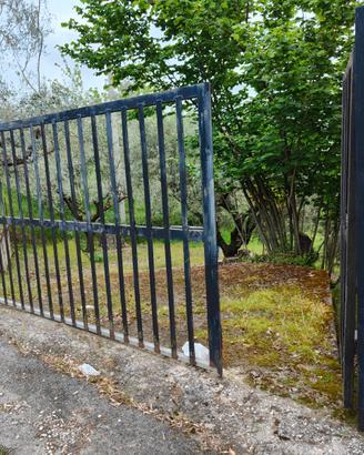 Uliveto con 60 piante di ulivo con fabbricato