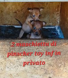 Cuccioli di pinsher