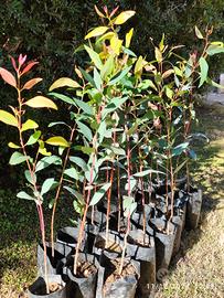 🌳Alberi di Eucalipto Rosso – Pianta Eucalyptus 