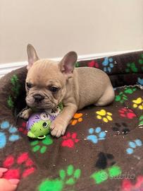 Bulldog francese