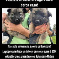 Cucciola pastore belga 2 mesi