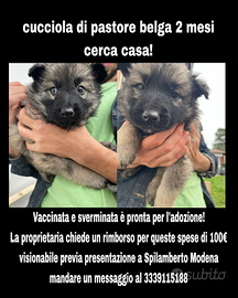 Cucciola pastore belga 2 mesi