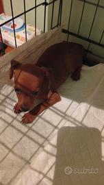 Cucciolo di pinscher