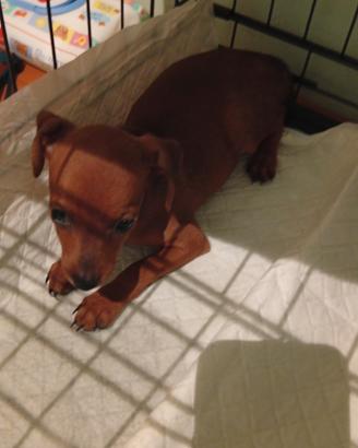 Cucciolo di pinscher