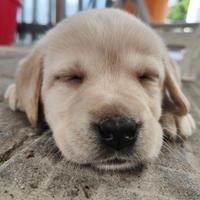 Ultime 2 Cucciole di Labrador Nere