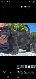 Mastino napoletano