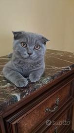 gattini scottish fold