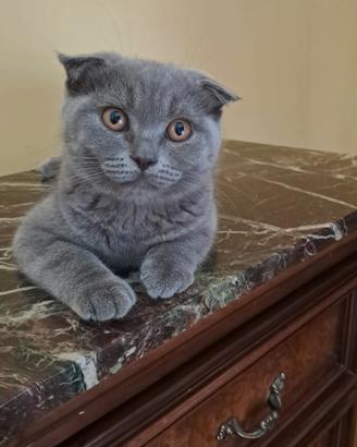 gattini scottish fold