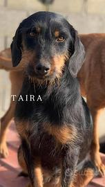 TAIRA, dolcissima JAGD TERRIER