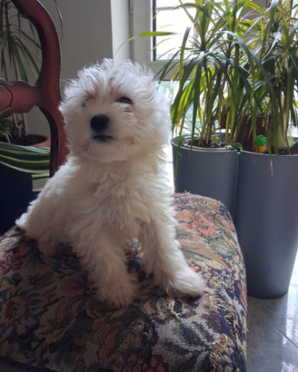 Maltese puro