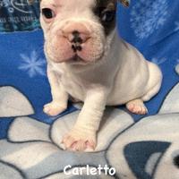 Bulldog francese maschietto