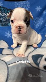 Bulldog francese maschietto