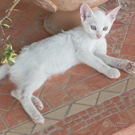Cuccioli di gatto