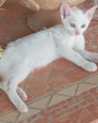 Cuccioli di gatto
