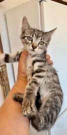 Gattini