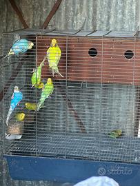 Cocorite