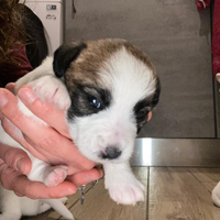 Cuccioli di jack russel