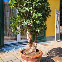 BONSAI FICUS GINSENG 