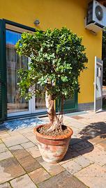 BONSAI FICUS GINSENG 