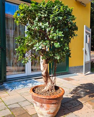 BONSAI FICUS GINSENG 