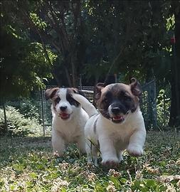 Jack Russell terrier