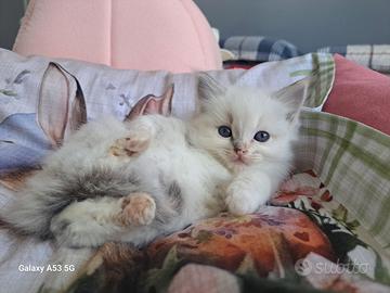 Cucciola di Ragdoll WhiteAngels Treasure