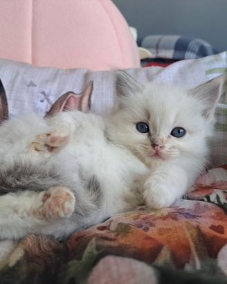 Cucciola di Ragdoll WhiteAngels Treasure