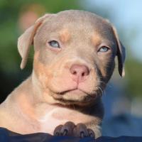 American Pit Bull terrier -unica cucciola 3 mesi