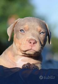 American Pit Bull terrier -unica cucciola 3 mesi