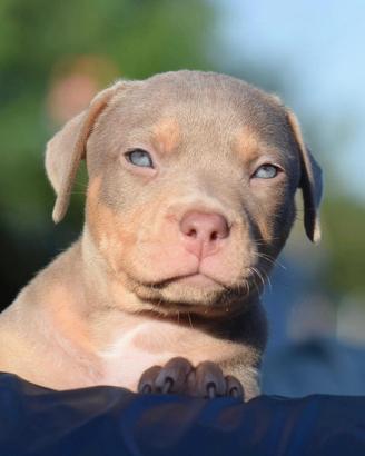 American Pit Bull terrier -unica cucciola 3 mesi