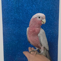 Cacatua roseicapilla