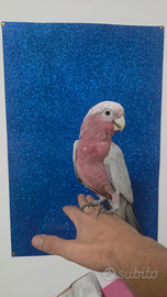 Cacatua roseicapilla